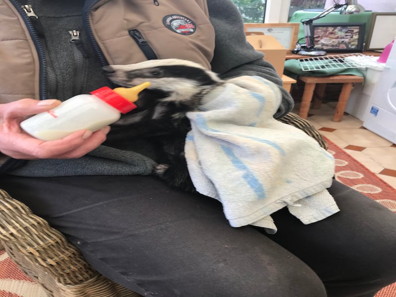 Stormzy the badger cub made a swift recovery after being found in a bad state after bad weather in Suffolk
