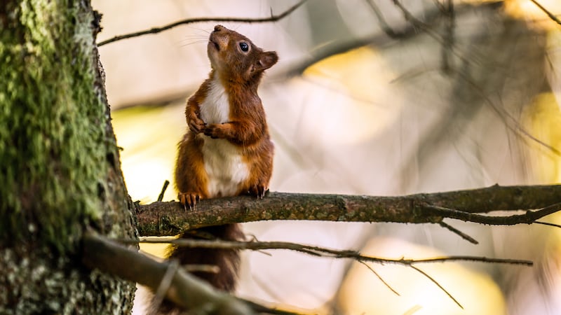 Red squirrels are among the UK mammals at risk of extinction