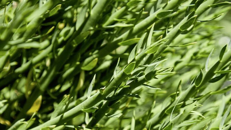 Bia Analytical is now conducting authenticity tests on tarragon, a member of the sunflower family, whixh is a species of perennial herb which grows in the wild across most of Europe and North America 