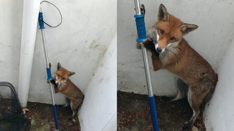 The RSPCA officer who rescued the animal said the fox was “certainly a bold fella”.
