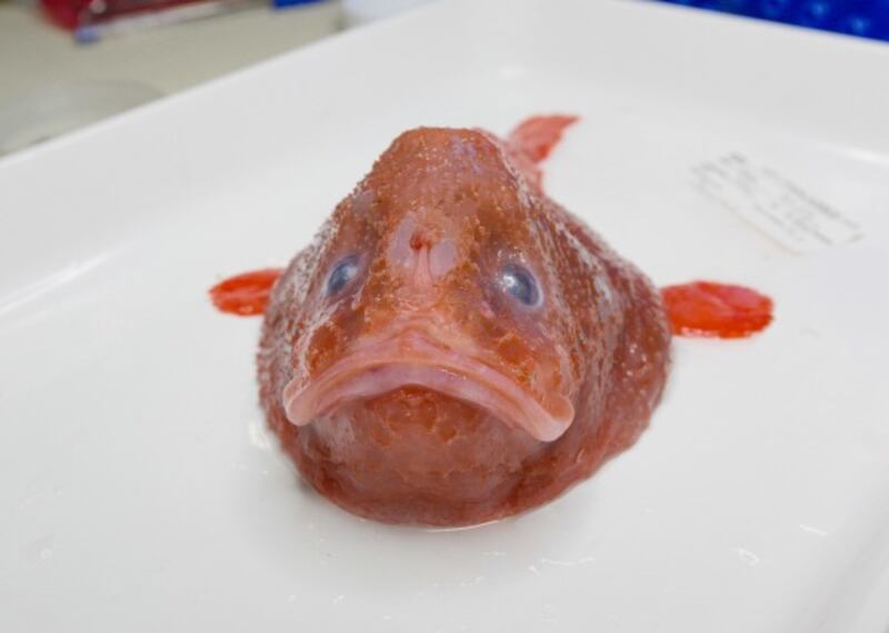 Red coffinfish.