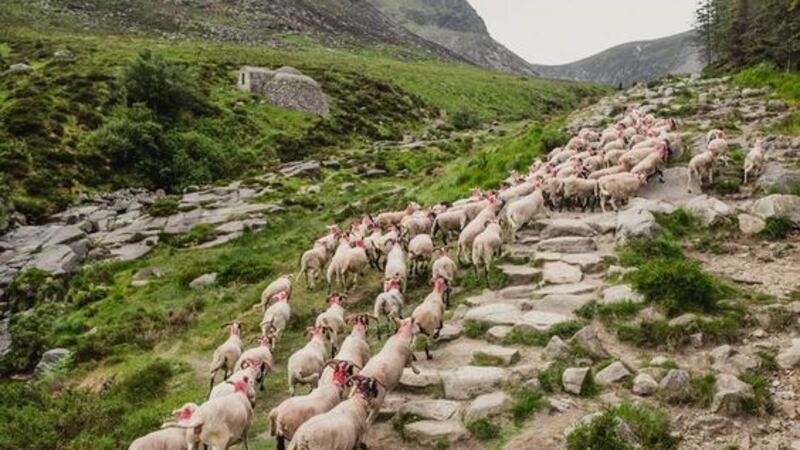 &nbsp;Sheep in the Mournes are being fitted with GPS. Picture by National Trust