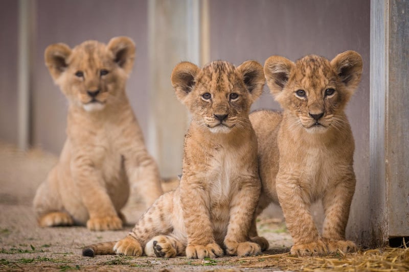 Lions cubs first day out