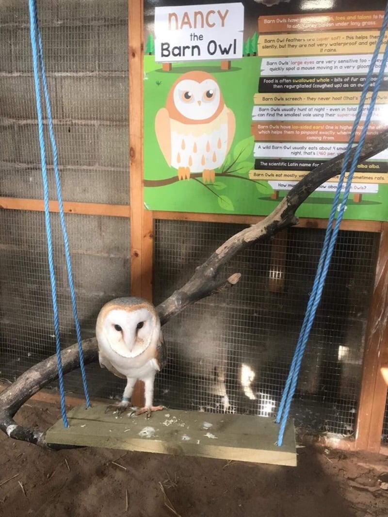 An owl on a swing