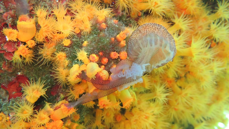 The corals co-operate to snare their prey and secure a large meal, scientists claimed.