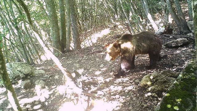 Days earlier, the bear had been captured by forest rangers after attacks on livestock.