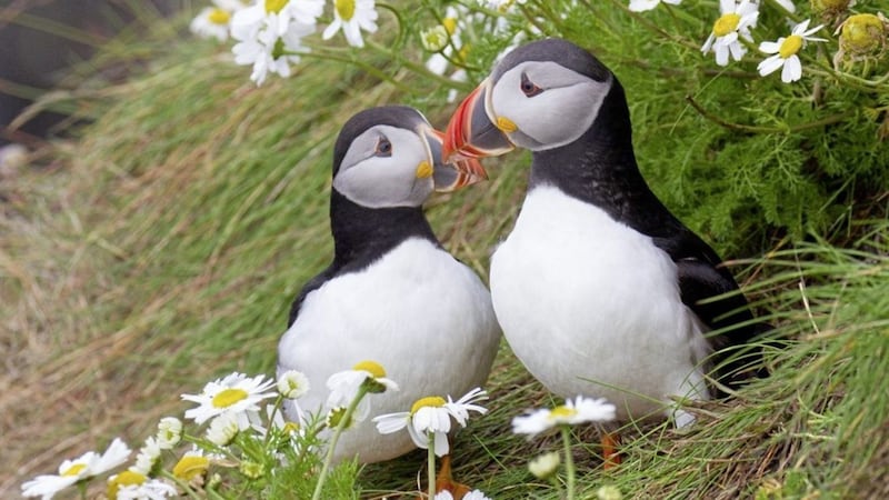 Puffins on Rathlin island. Picture by Ric Else via RSPB 