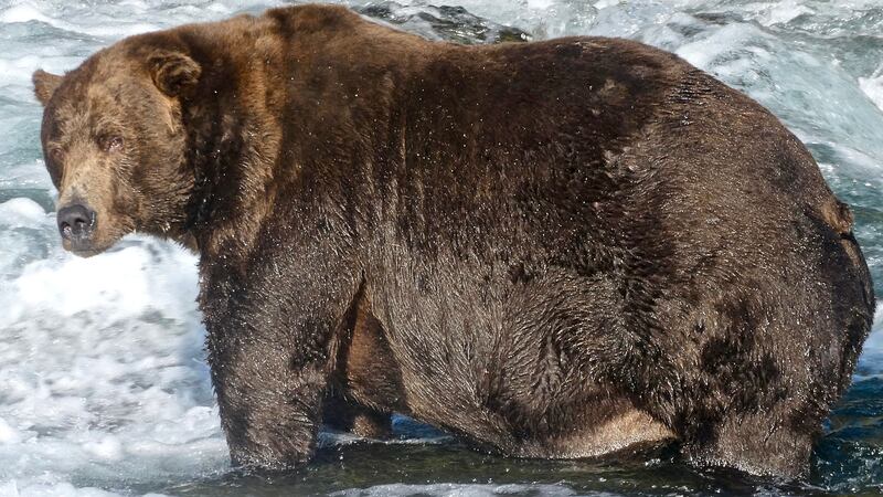 Bear number 747 won the top spot in Alaska’s annual Fat Bear Week.