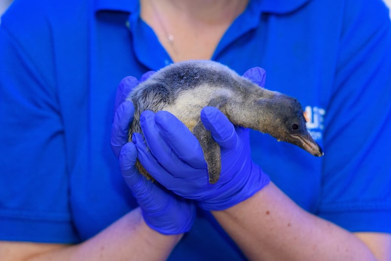 A penguin chick at Sea Life London Aquarium