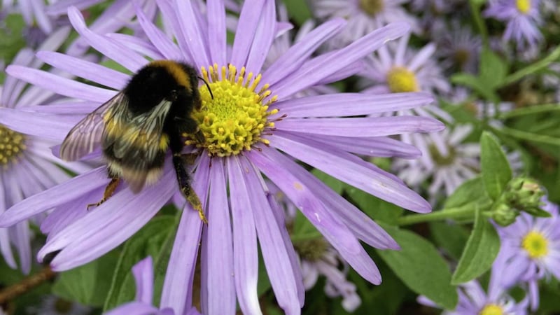 Spring nectar sources can help pollinators to refuel after their hibernation period 