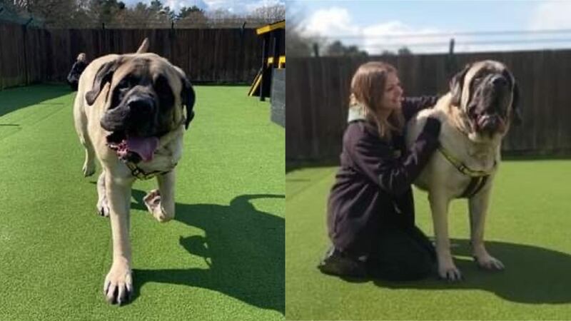 Dogs Trust Canterbury said that 100kg Galahad is the biggest dog it has ever taken in.