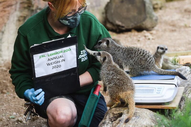 Senior keeper Laura Garrett weighs meerkats during the annual weigh-in at ZSL London Zoo 