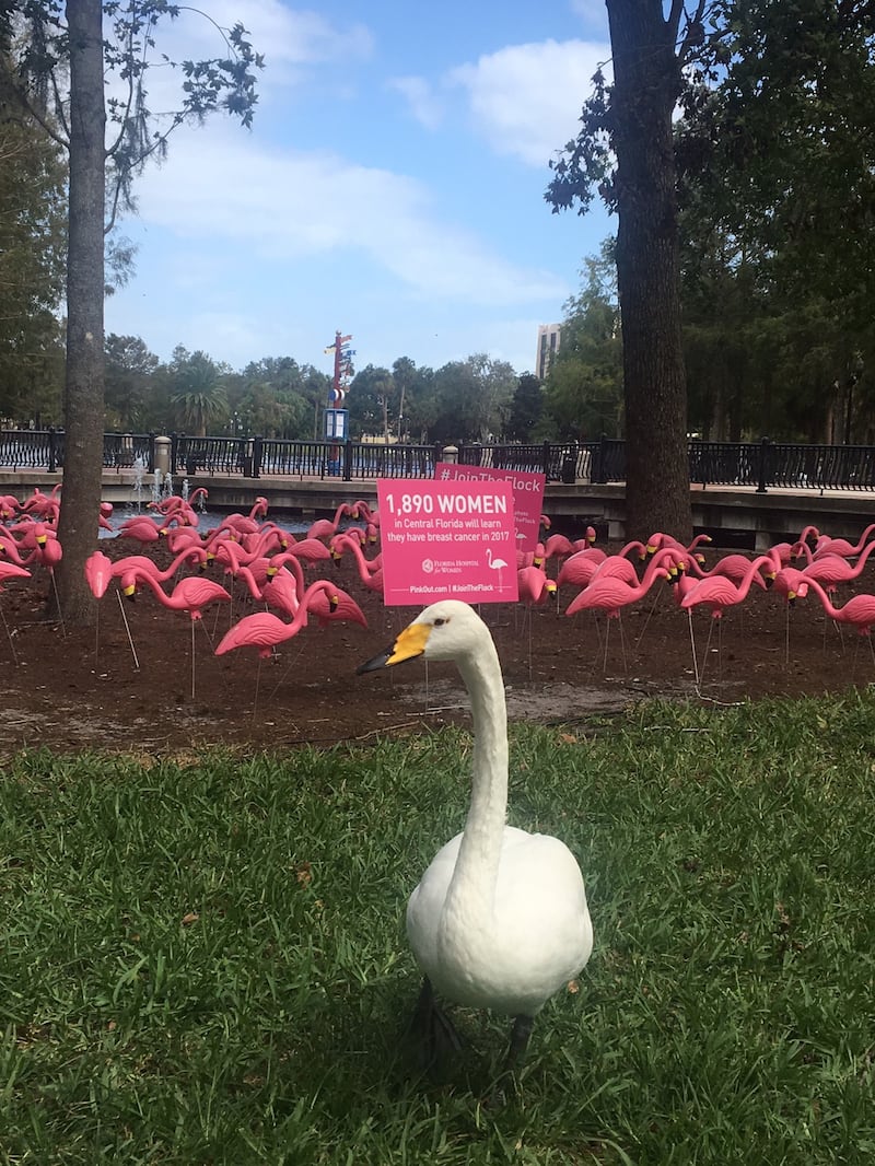 Pink flamingoes stand in Lake Eola Park in Orlando, Florida (Florida Hospital)