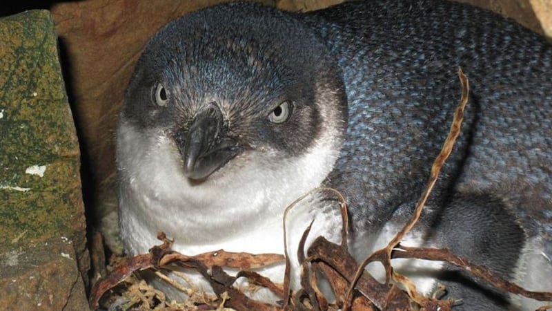 New Zealand’s protected species are the smallest penguins in the world.
