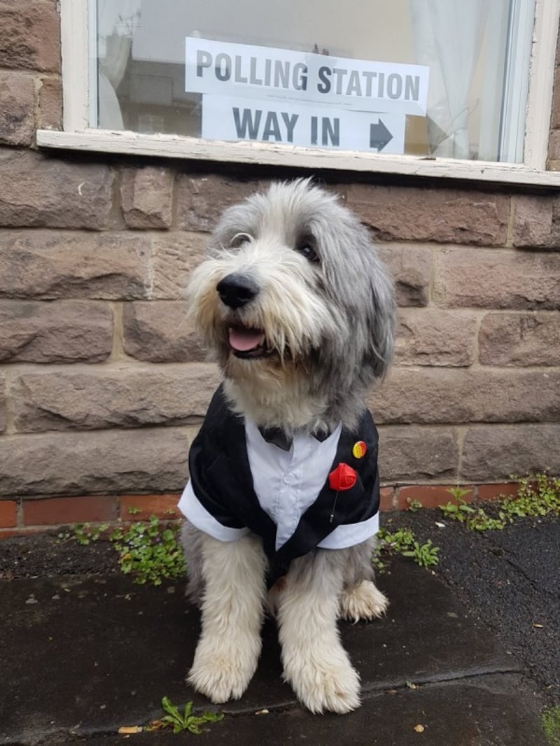 the dog outside polling station sign (Sophie Barkerwood)