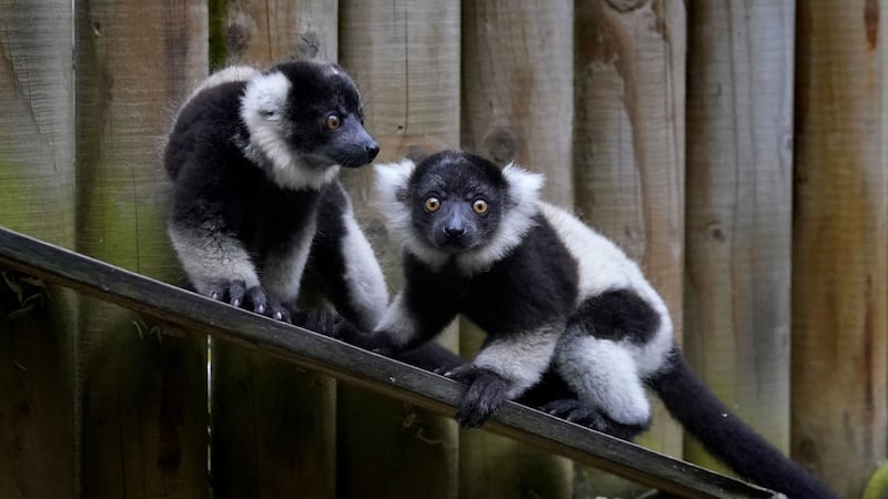 Two black and white ruffed lemurs have been born at Blair Drummond Safari and Adventure Park near Stirling.