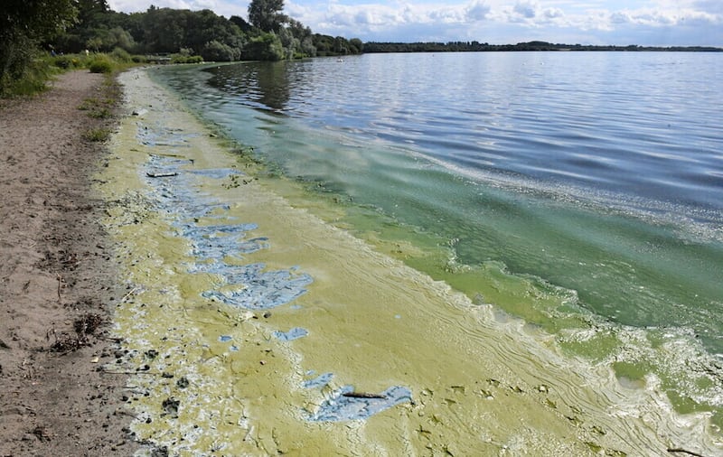 Toxic blue/green algae and green algae sludge on the Antrim shoreline of Lough Neagh earlier this year. Picture by Alan Lewis/PhotopressBelfast