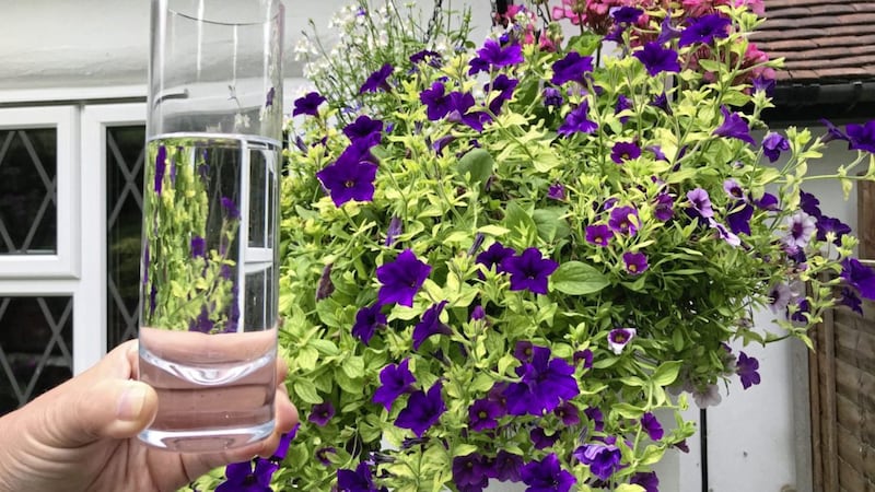 Hanging baskets are difficult to water with much of what is applied running out of the bottom and the exposed root ball losing moisture 