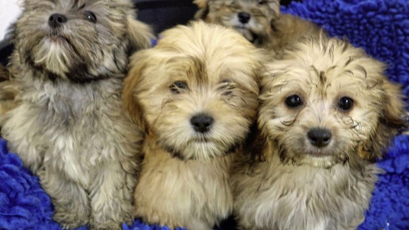 ILLEGAL: Shih Tzu puppies rescued from a farm in Co Roscommon in August 
