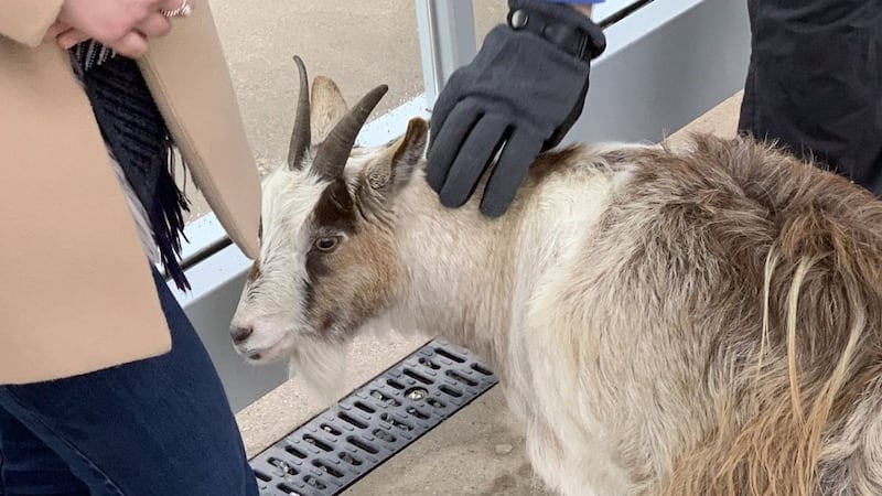 Julie Swindells has been reunited with her pet pygmy goat after it was found on a Metrolink platform in Manchester.