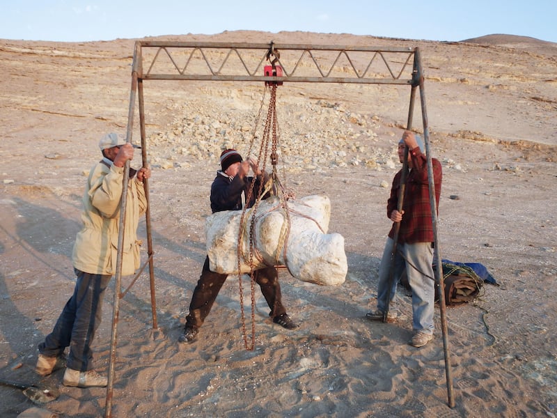 The Perucetus colossus specimen being transported from the Ica desert in Peru to the Natural History Museum in Lima 