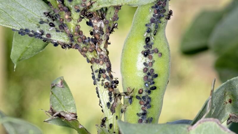 Aphids on broad beans 