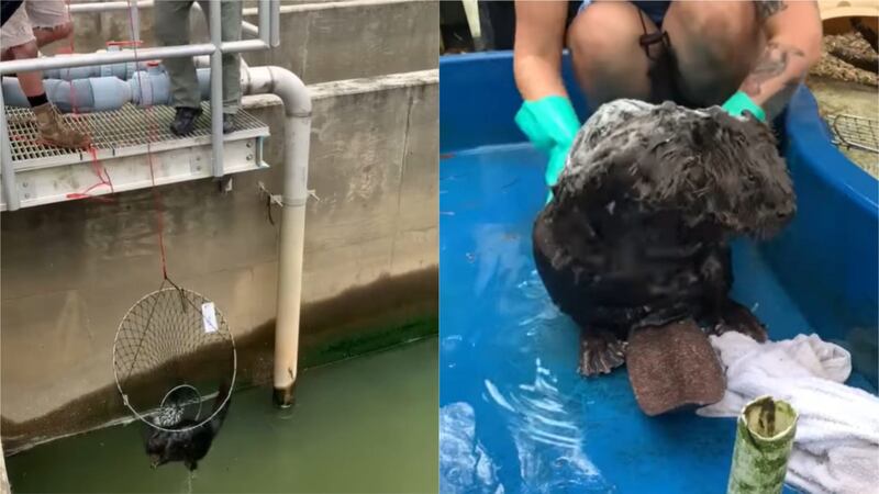 Wildlife rescuers were called in Florida after the beaver got trapped and became disorientated.