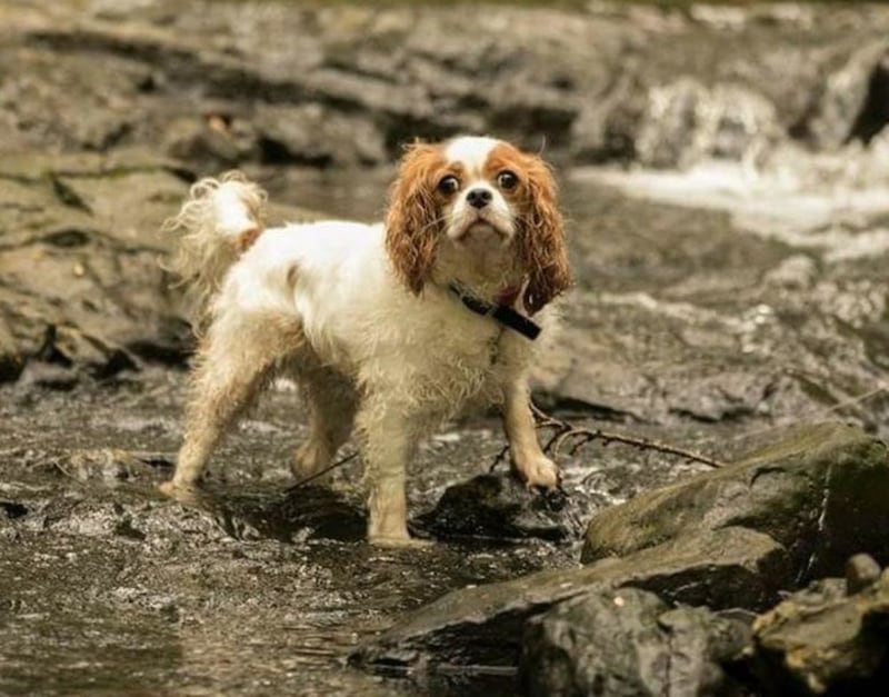 Lily was rescued from a puppy farm by Armagh woman Mairead Hughes two years ago 