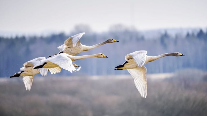 Whooper swans in flight &ndash; they over-winter in Ireland, having flown here from their breeding grounds in Iceland 