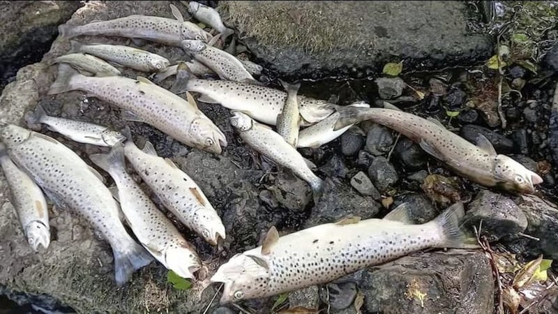 Dead fish along Torrent River, Picture by SDLP Councillor Malachy Quinn 