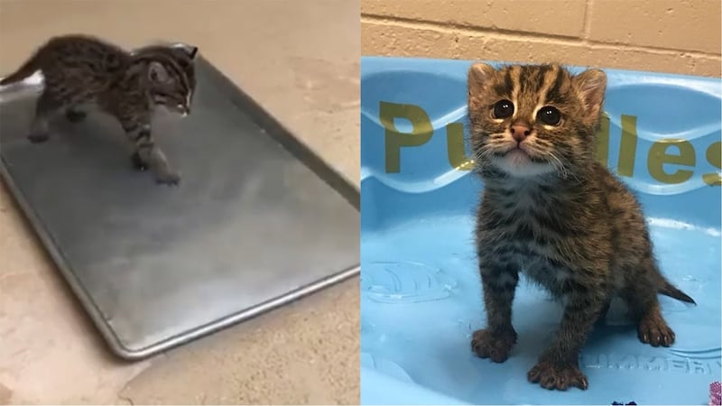 This little kitten is becoming a social media star.