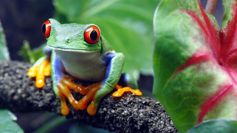 A red-eyed tree frog &ndash; Costa Rica has a huge variety of wildlife so come prepared with binoculars and guide books 