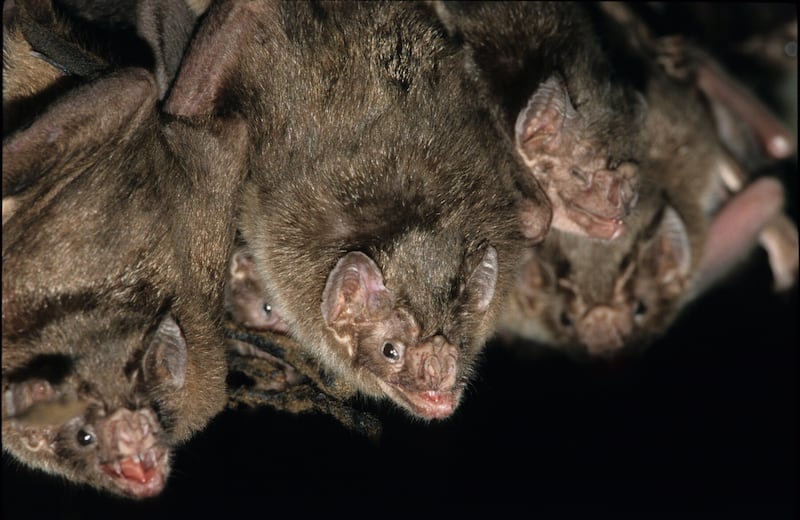 Vampire Bat Desmodus rotundus