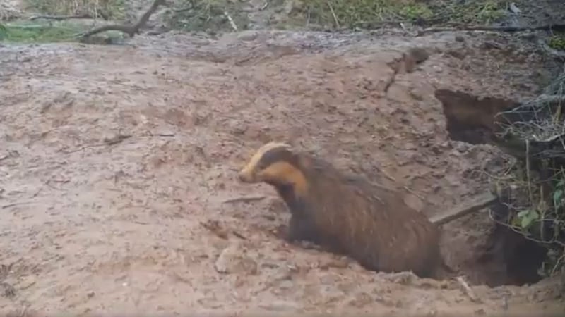 The extreme wet weather has flooded many low-lying badger setts in North Wales and damaged the structures of those on high ground.