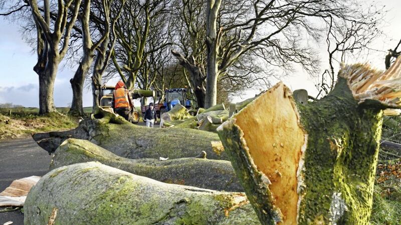 Storm Arwen has claimed two of the trees at The Dark Hedges in Co Antrim. Pic: Alan Lewis - PhotopressBelfast.co.uk 