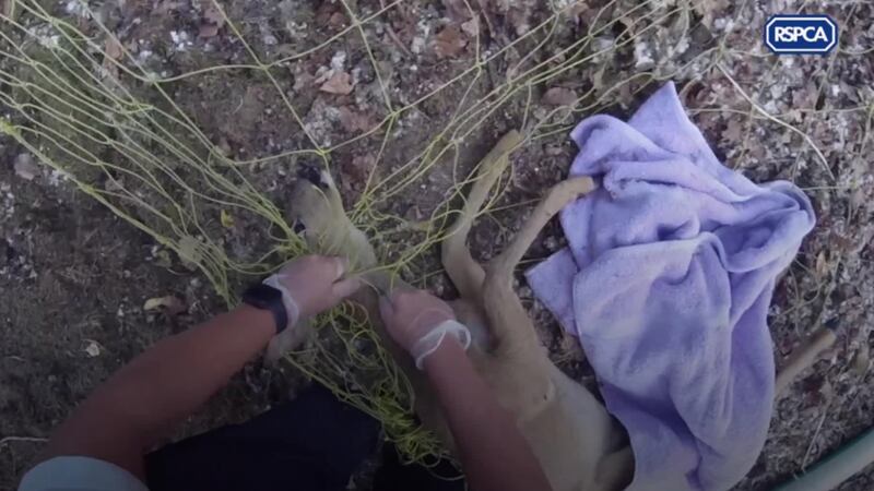 A staff member recorded the rescue which saw her slowly cut away the netting from the distressed deer.