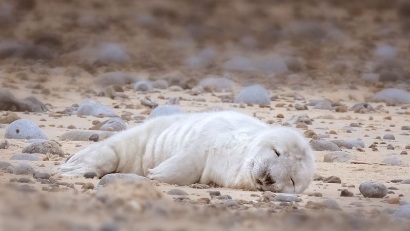 Rangers are anticipating around 4,500 new arrivals at Blakeney Point on the North Norfolk coast this season.