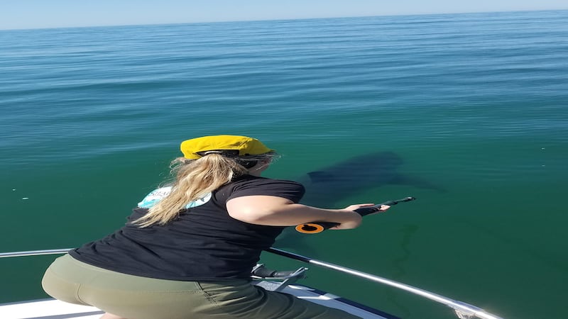 Emily Spurgeon tagging a great white juvenile shark (Patrick Rex/California State University)
