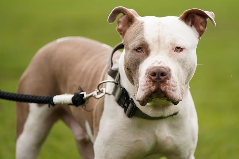 1,400 dog attacks investigated in a year - but only a handful of successful prosecutions