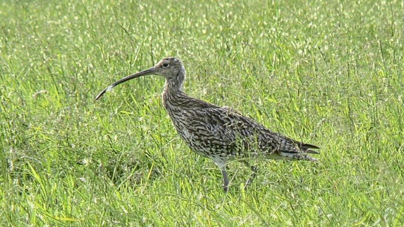 A curlew in the Antrim Hills. Picture by Neal Warnock/ RSPB 