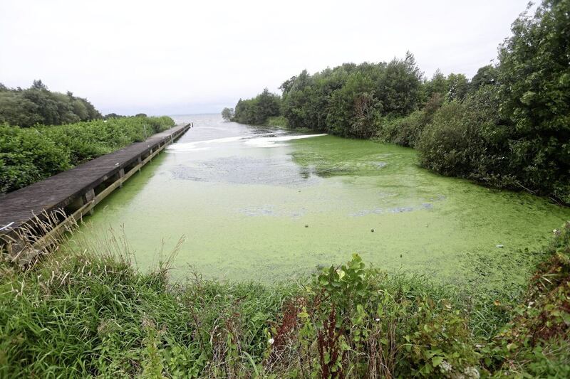 The summer was dominated by blue-green algal blooms that caused bathing bans. Picture by Mal McCann 