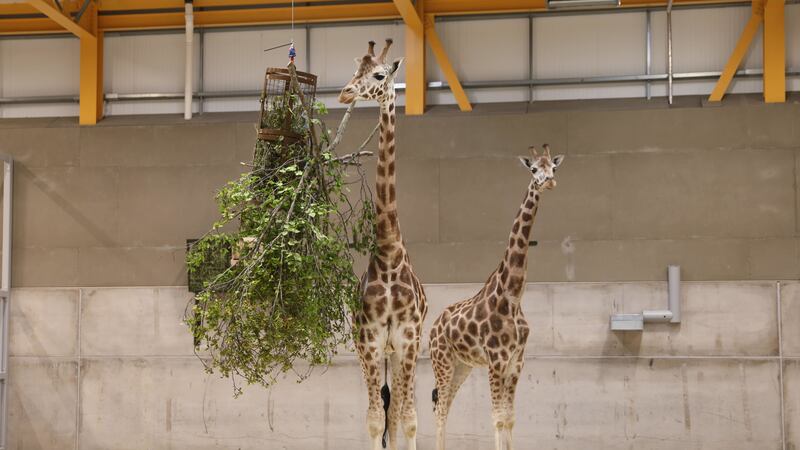 Male giraffes Ronnie and Arrow arrived at the zoo on Tuesday and will be introduced to the public in June.