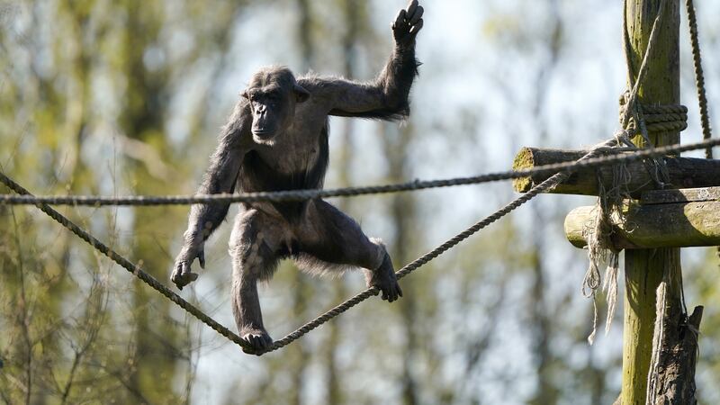 Peter, a 31-year-old male chimpanzee, has been settling into his new home