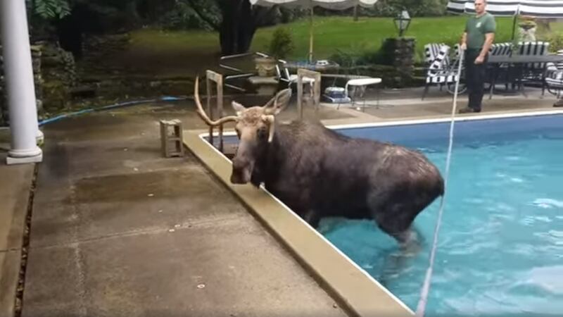 The young bull was most likely looking for a mate when he got stuck in the pool.