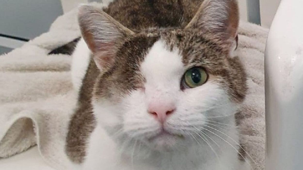 Eleven-year-old George found a new home after Kate and her family from West Yorkshire’fell in love’ with him.