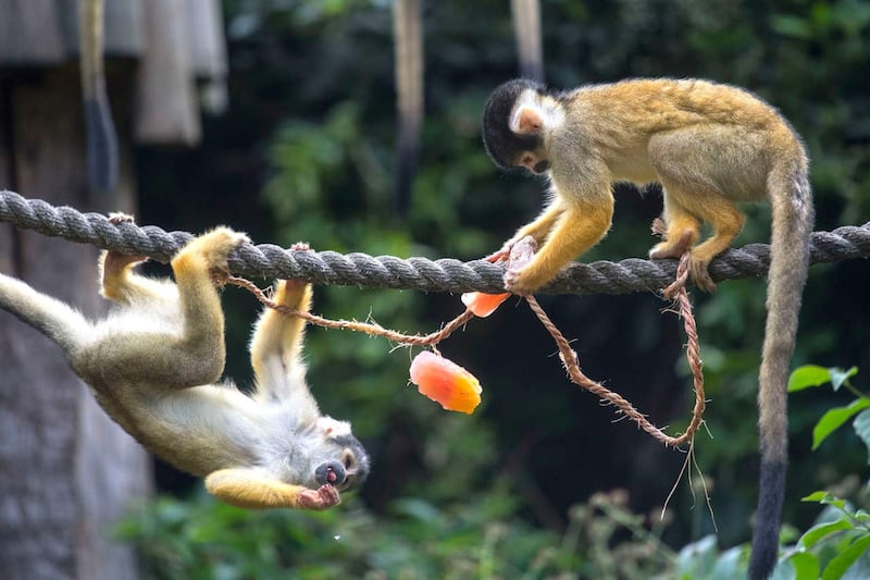 Two squirrel monkeys