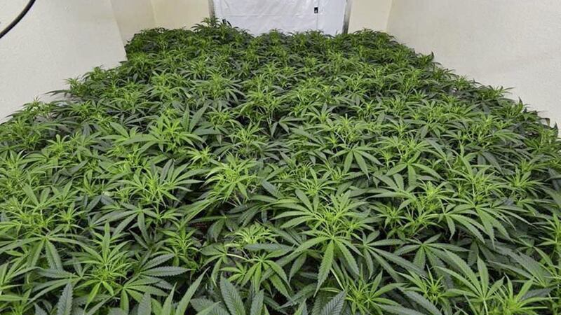 Cannabis worth &euro;37.5 million has been discovered at Dublin Port. File picture 