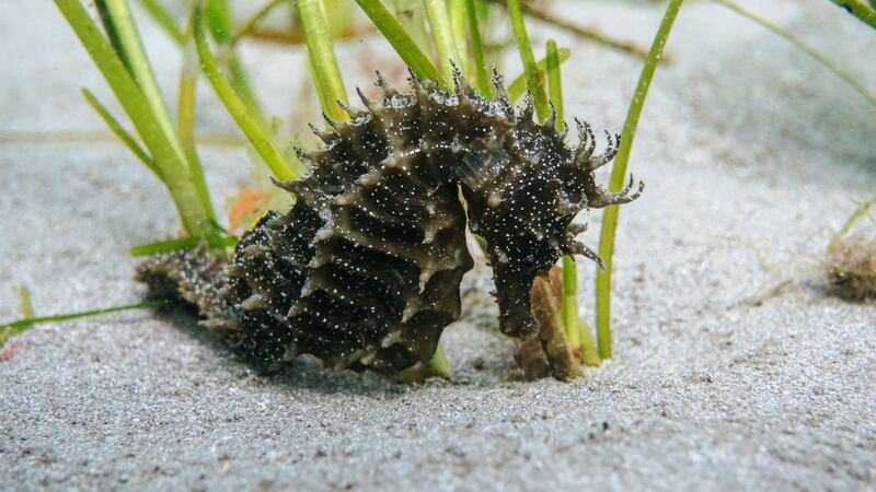 Mark Parry saw the long snouted seahorse among the seagrass near Plymouth.