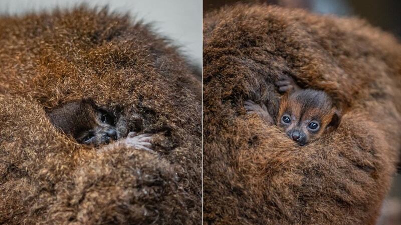 The pair were spotted by zookeepers nestled in their mother’s fur.