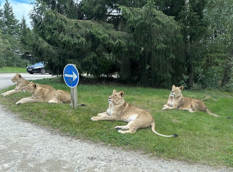 Four of the zoos five lions greeted visitors at the entrance of their enclosure at Givskud Zoo, Denmark.